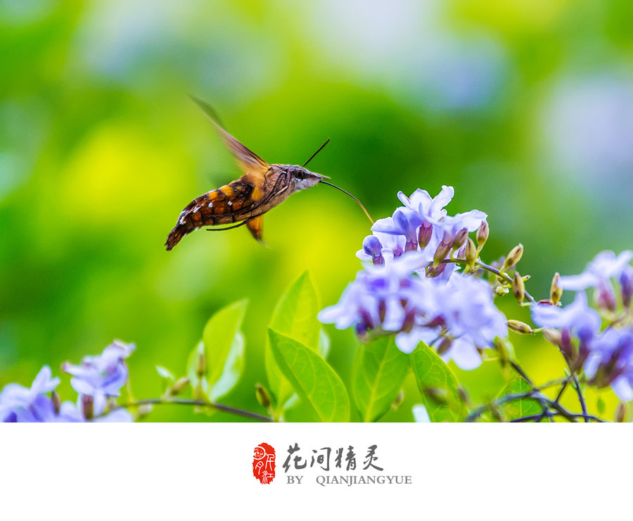 【蜂鸟鹰蛾摄影图片】生态摄影_太平洋电脑网摄影部落