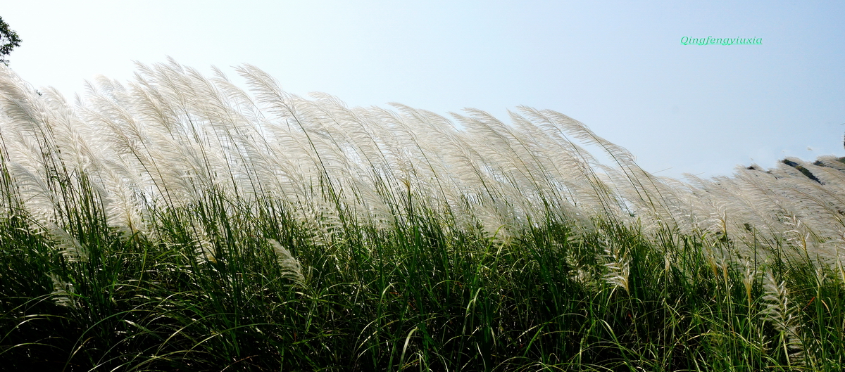 军门山——芦苇荡