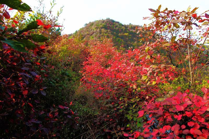 湖北省竹山县三台 楼台两乡镇满山红叶 景色迷人