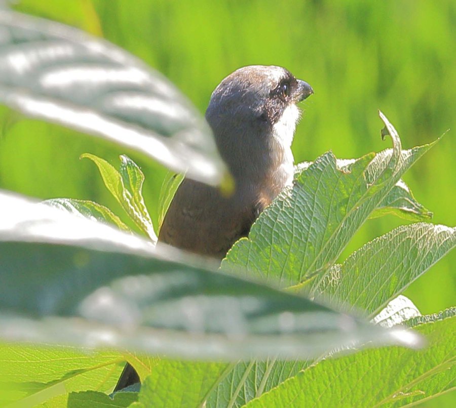 【漂亮的棕背伯劳鸟摄影图片】生态摄影