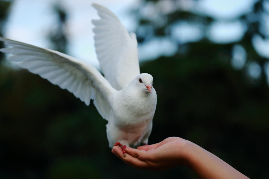 【上海野生动物园之白鸽起舞摄影图片】风光旅