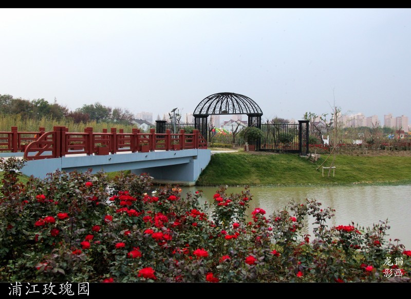 上海闵行浦江玫瑰园
