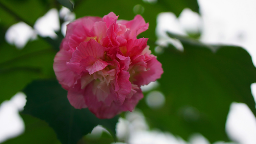 秋风万里芙蓉国_索尼NEX-7论坛