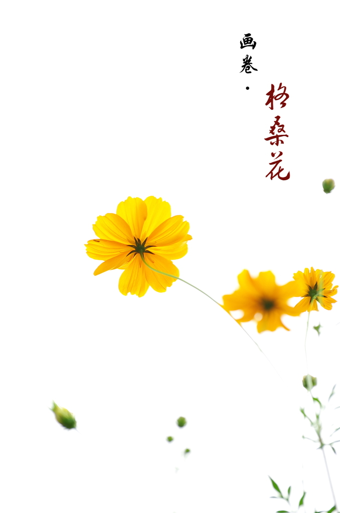 格桑花