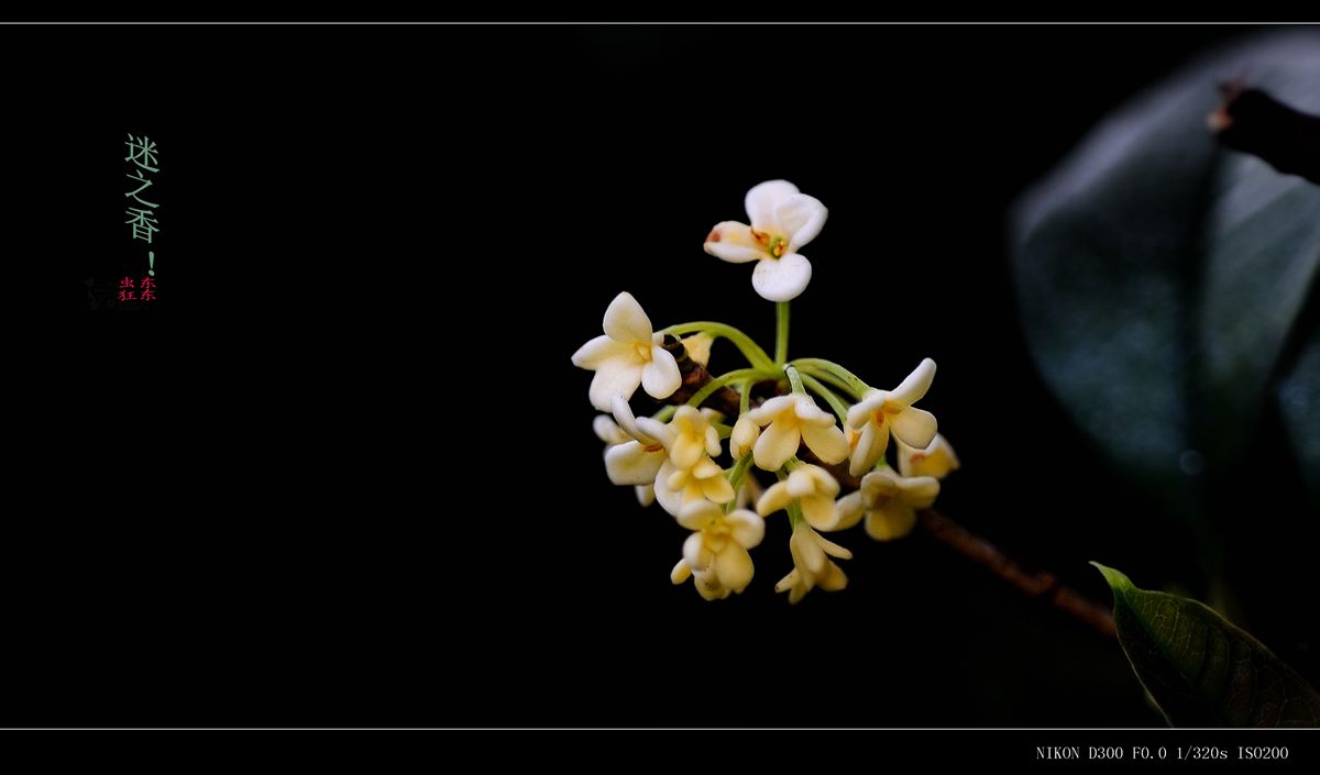 桂花!图片
