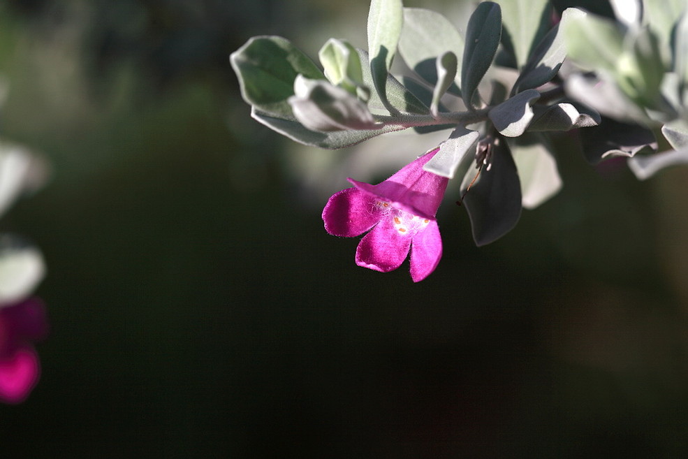 红花玉芙蓉