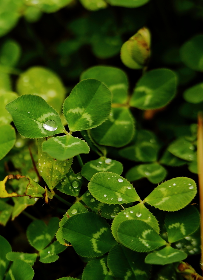 雨后植物小景一组