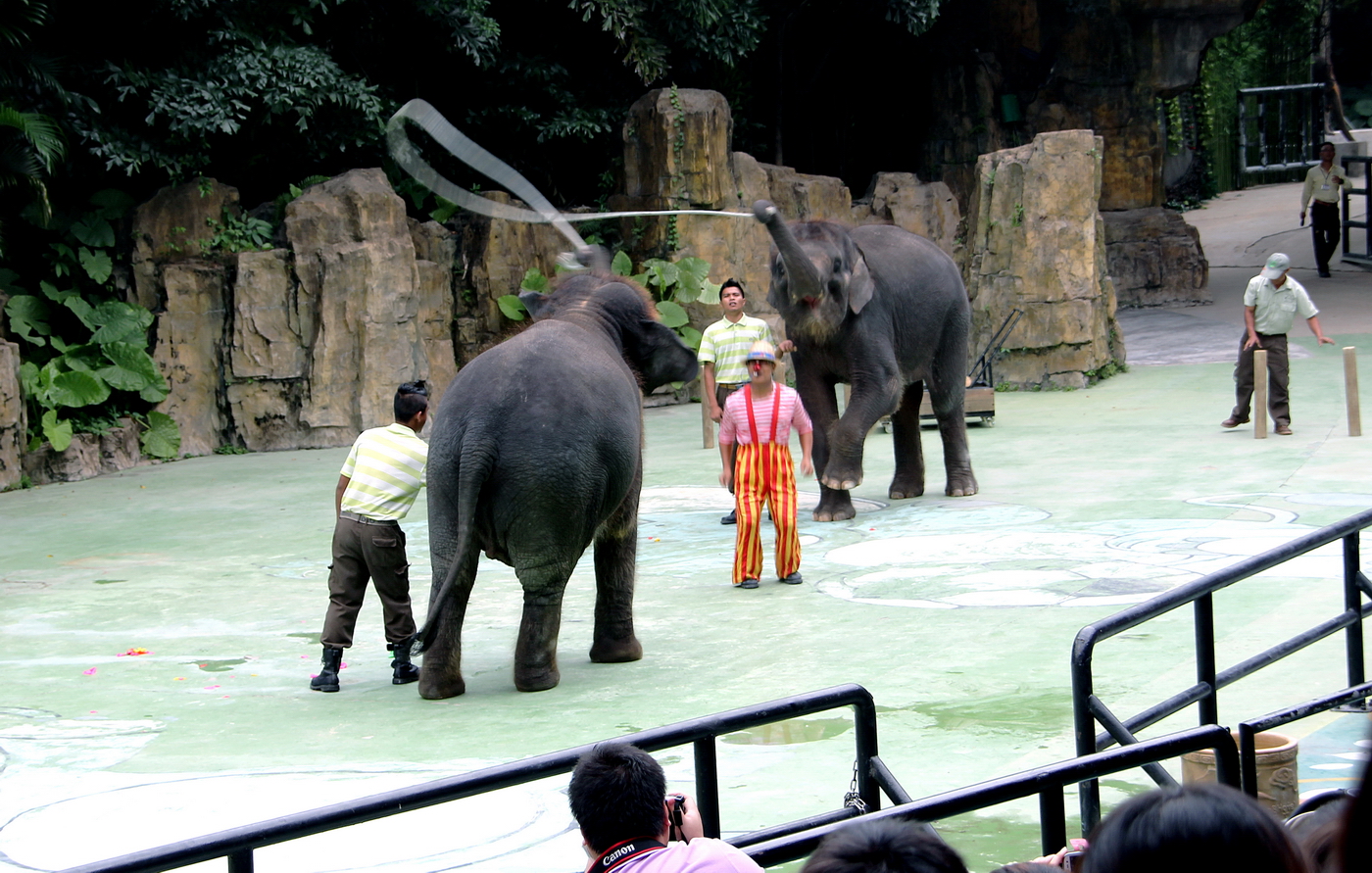 大象表演 .