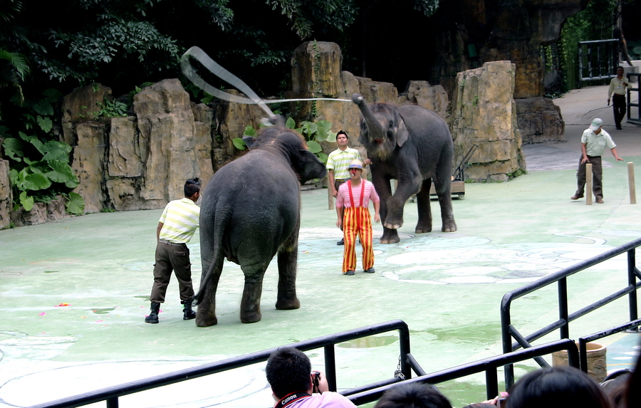 【大象表演 广州野生动物园(100D)摄影图片】