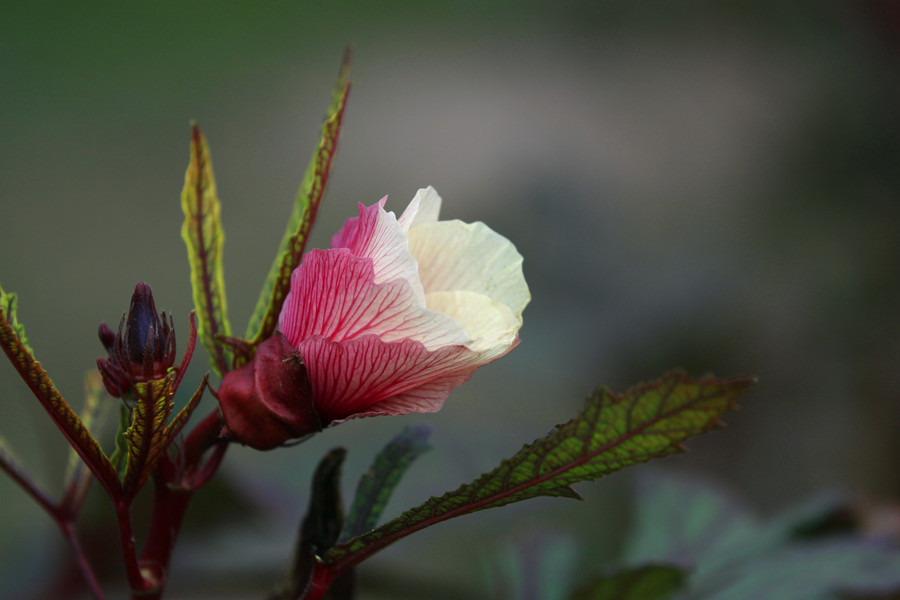 红秋葵图片
