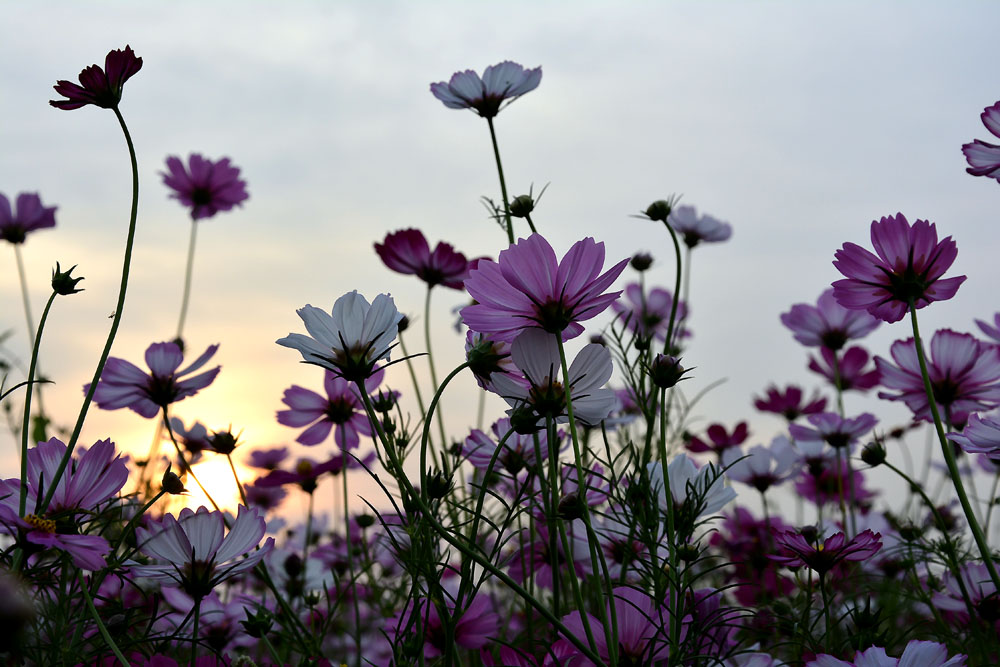 花涧里