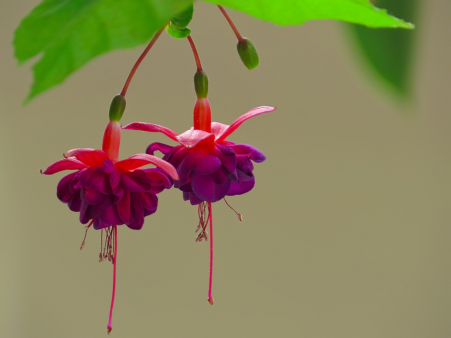 倒挂金钟(灯笼花)