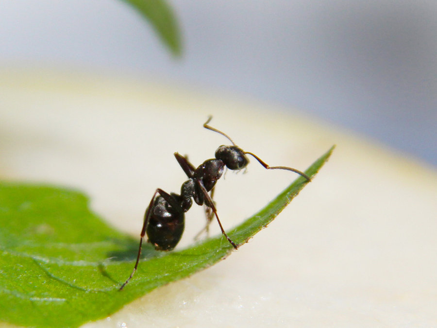 【超微距拍摄--阳光下的蚂蚁摄影图片】生态摄影_太平洋电脑网摄影部落