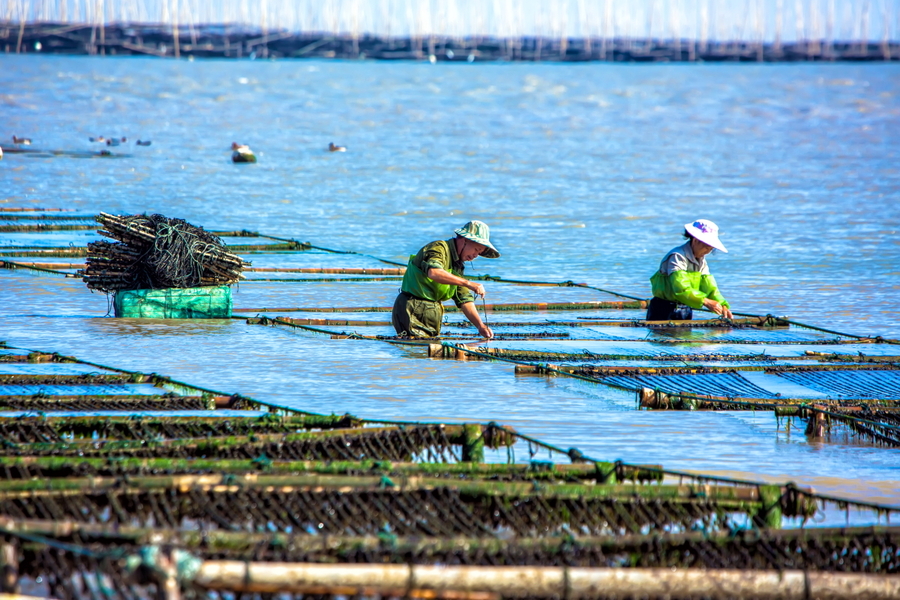 《海上种紫菜》 (/)