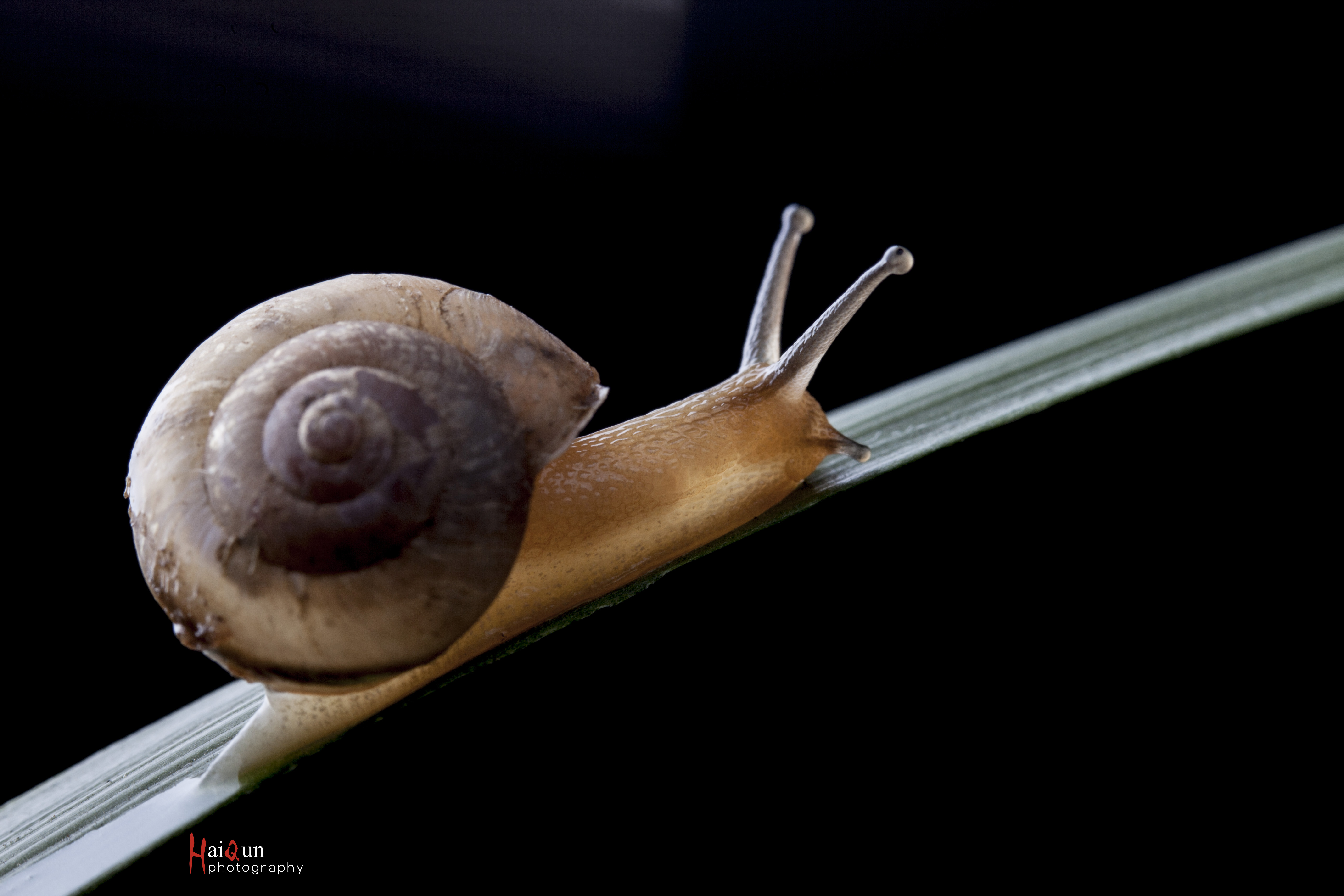 蜗牛壳是左旋的,科学家会给壳体的旋向下定义