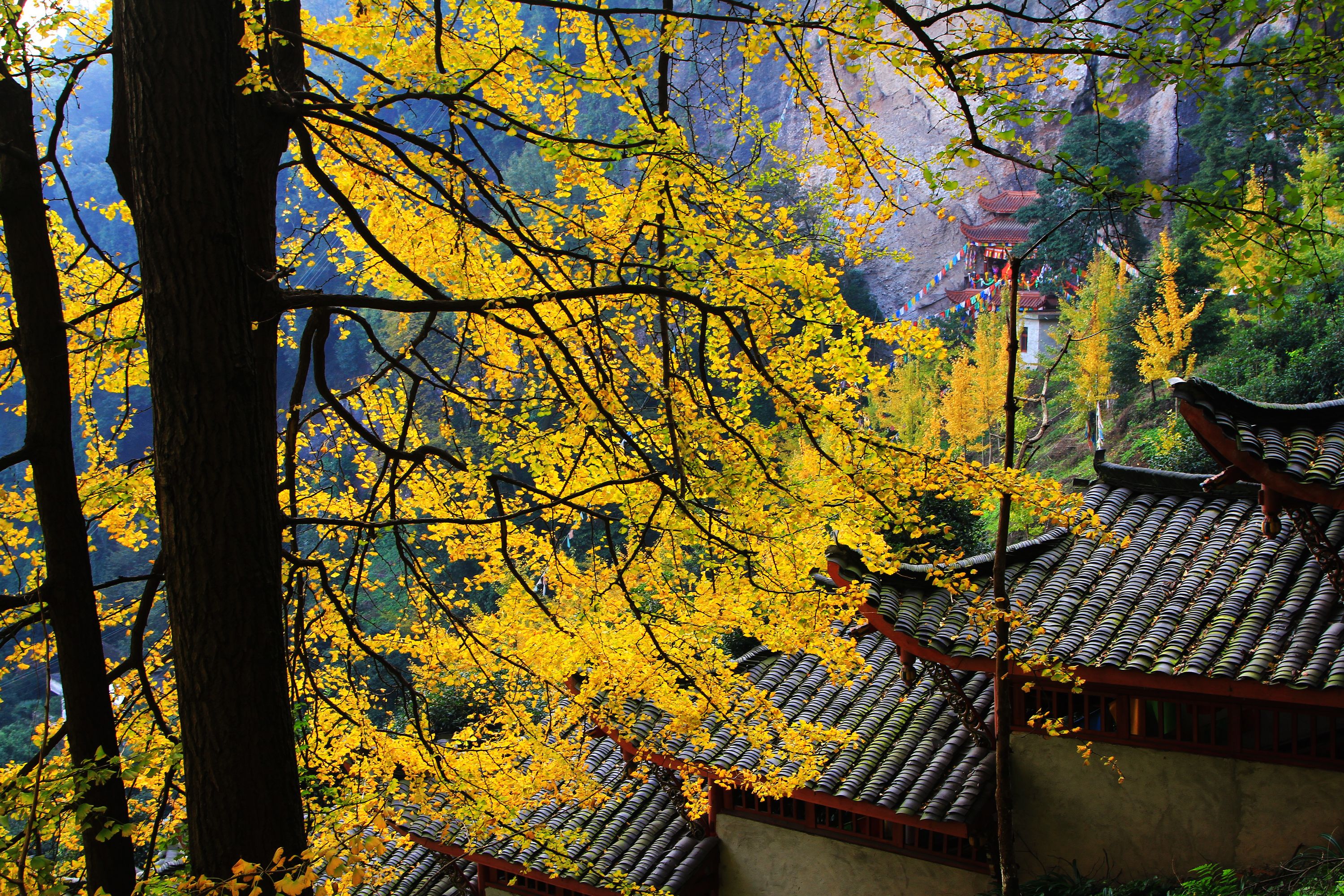 金色银杏咉寺院