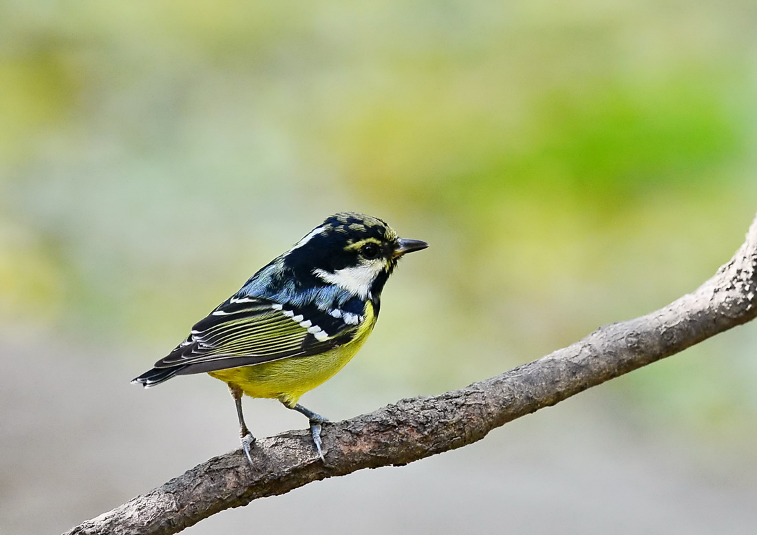 黄腹山雀银鳞锦鲤缺点图片