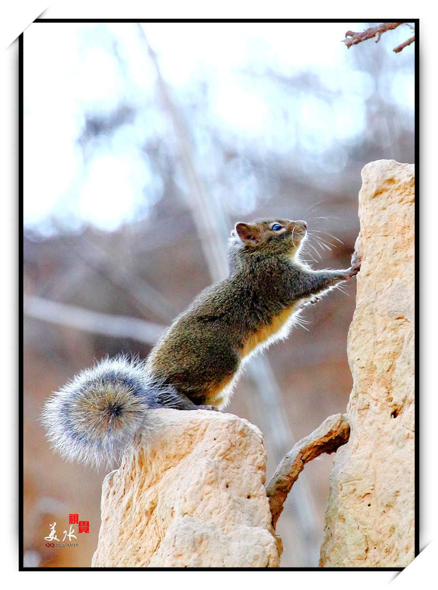 【小松鼠摄影图片】生态摄影