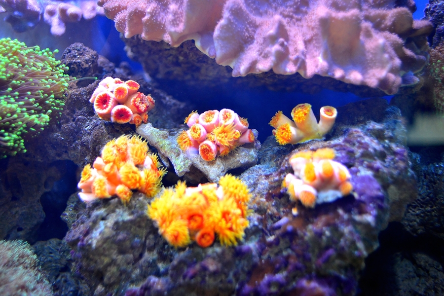 水族箱里的活珊瑚