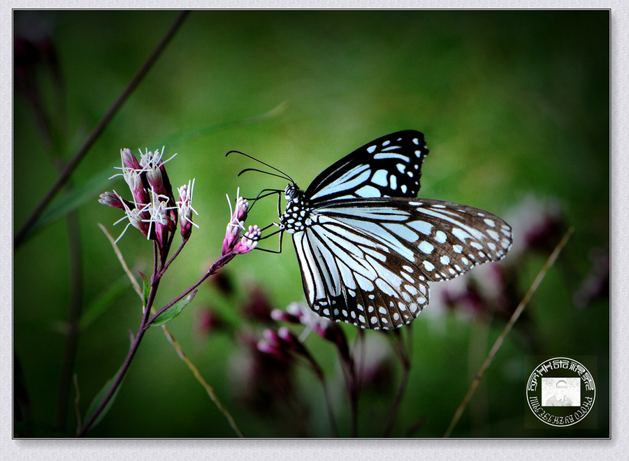 【曾经拍过的几种蝴蝶,顺便请教名字摄影图片】生态