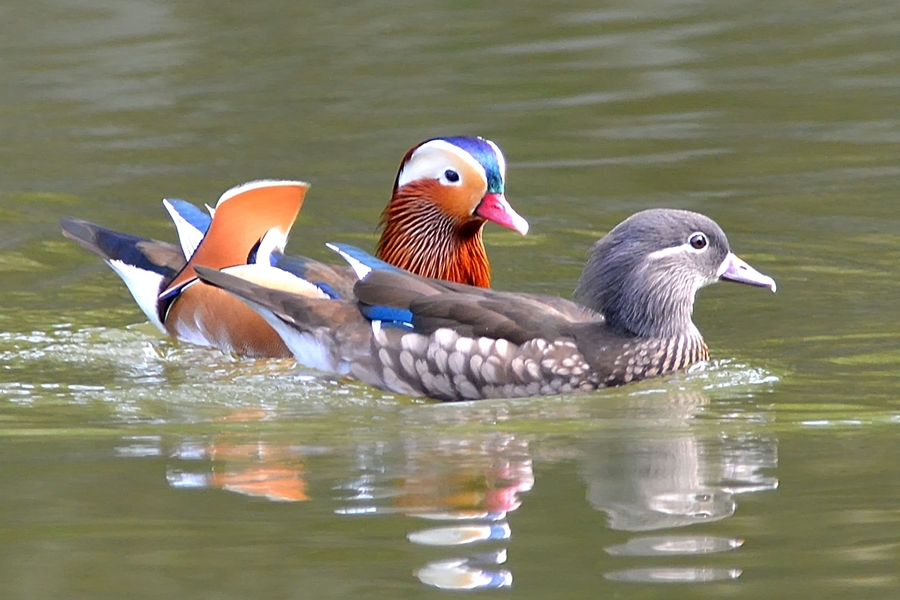 一组鸳鸯