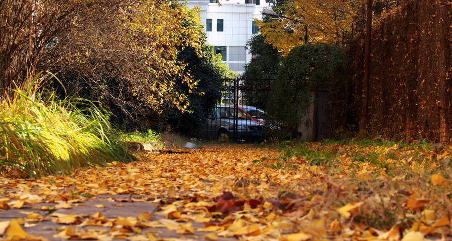 【最后的秋色,中午公司楼下的小风景摄影图片