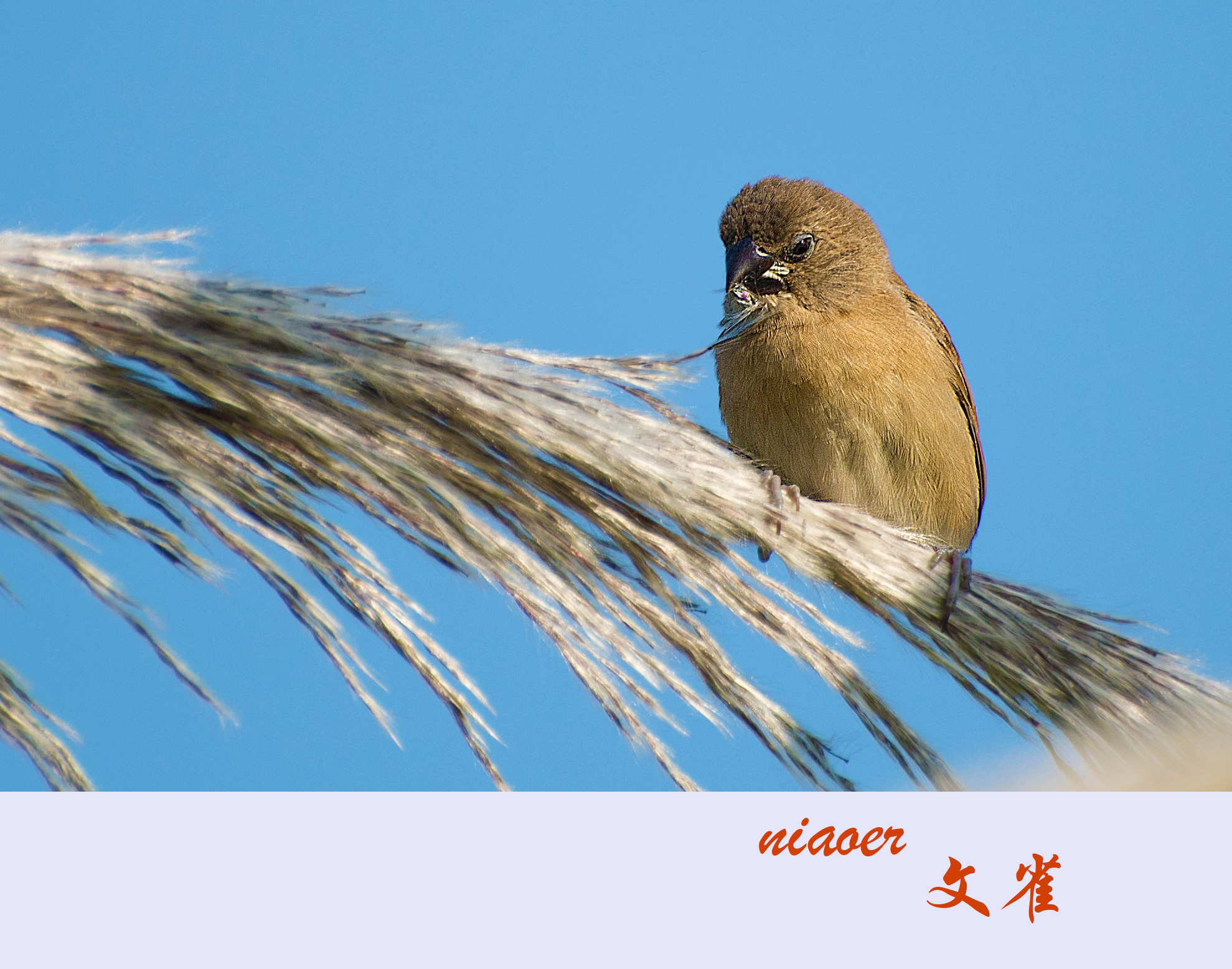 小小的文雀(高清)