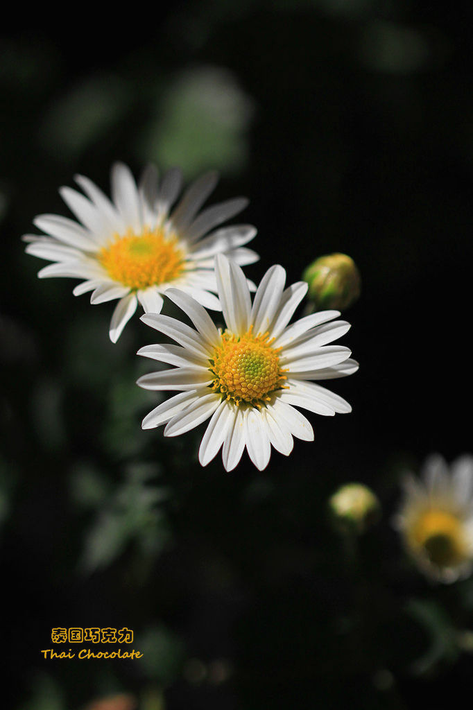 小白菊