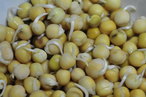 豌豆尖卖多少钱一斤_尼康D700论坛