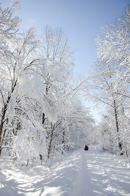 长白山林海雪原中的树挂和造型