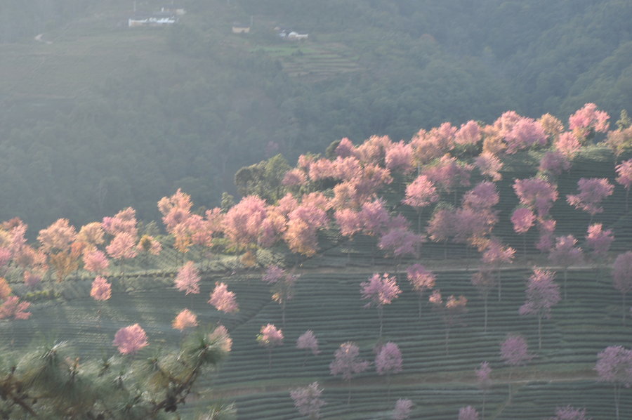 【冬天里盛开的樱花--大理南涧樱花谷摄影图片