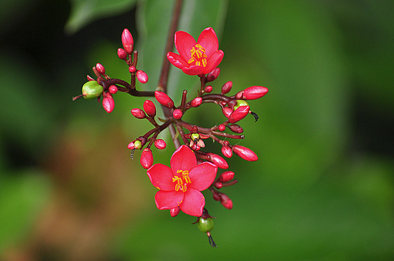 珊瑚花