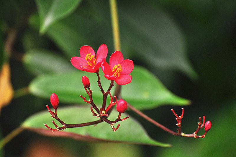 珊瑚花