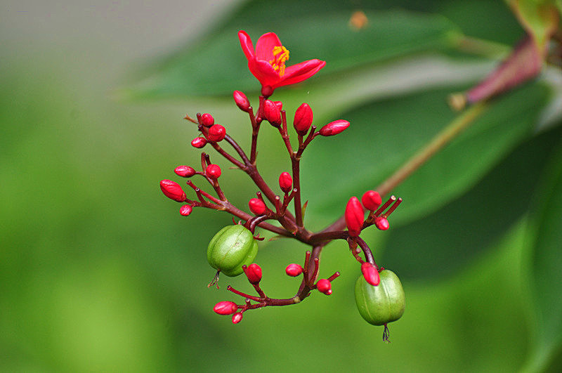珊瑚花
