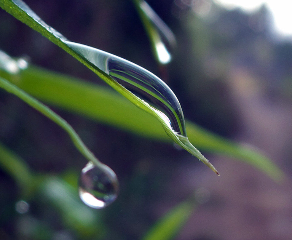 竹叶水滴
