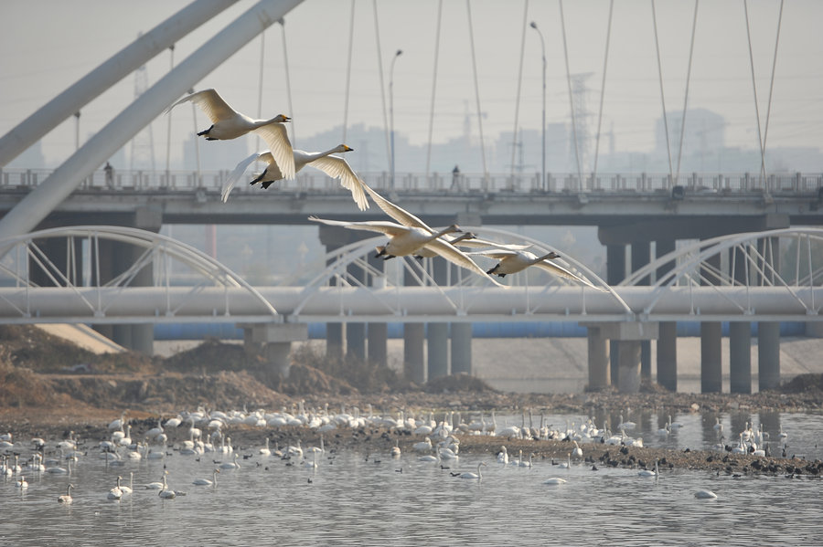 天鹅的"驿站"-三门峡天鹅湖城市湿地公园