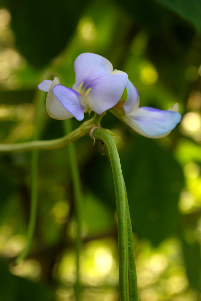 豆角花