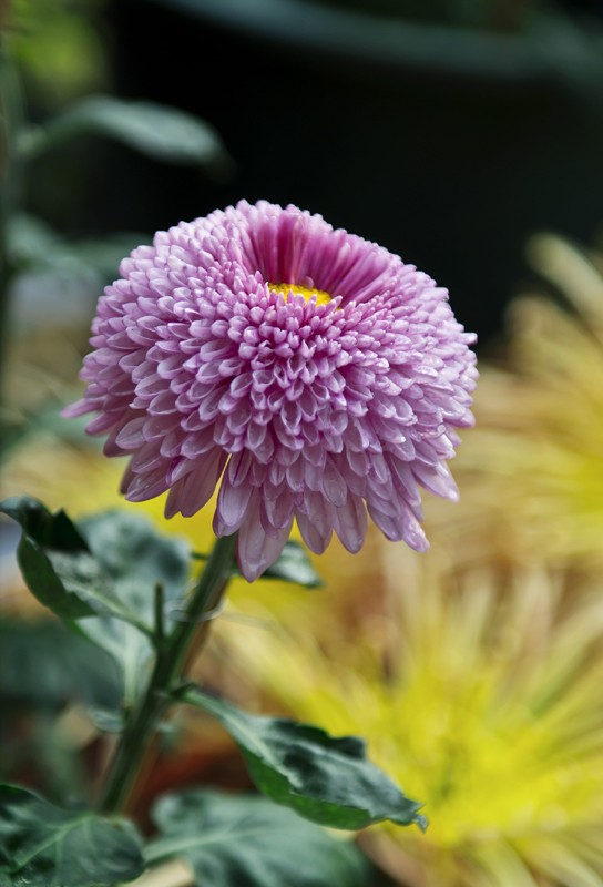 菊花