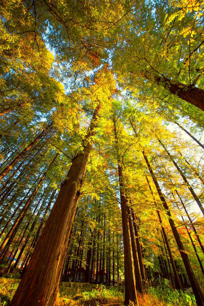 【大洼---金色水杉林;摄影图片】风光旅游摄影