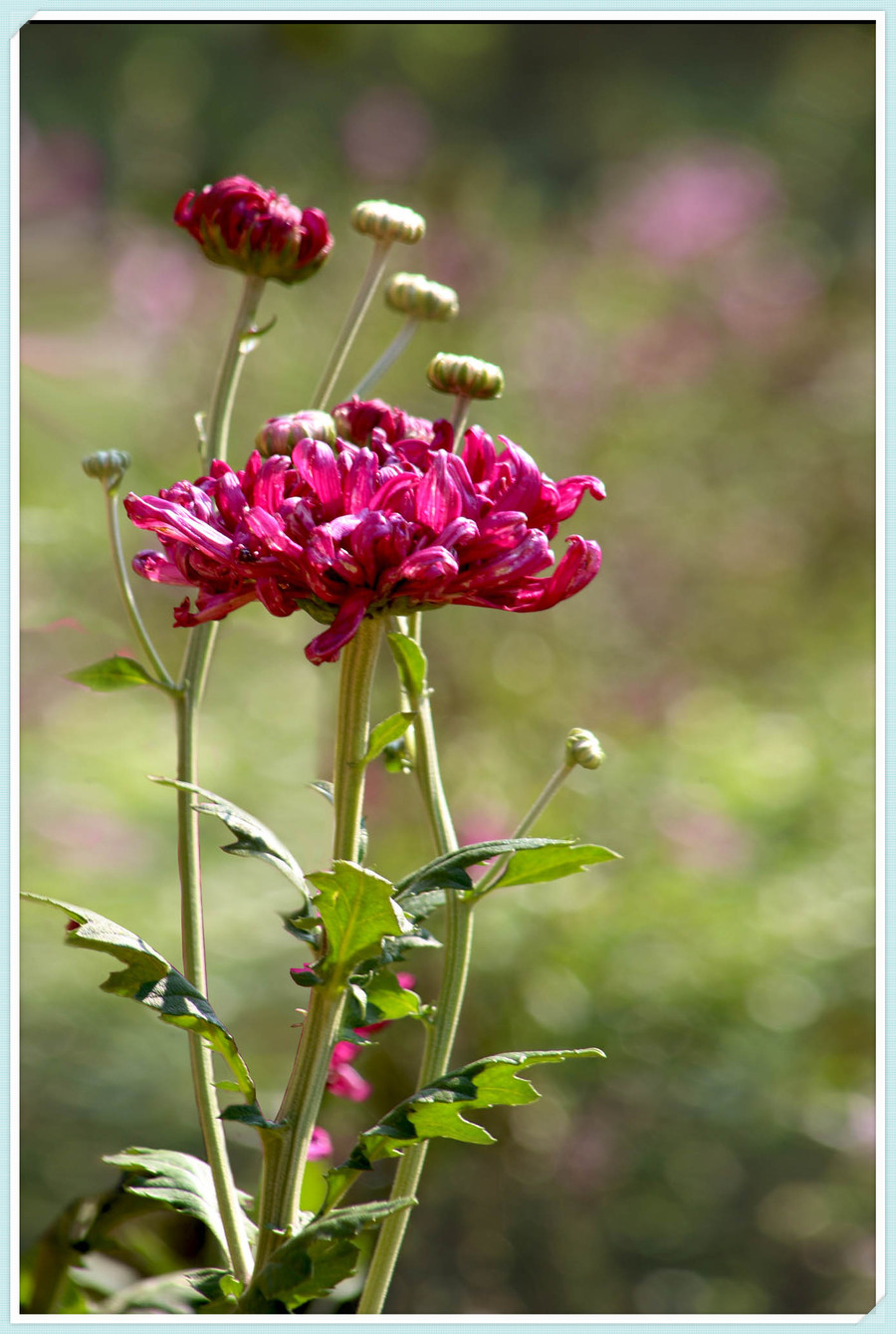 菊花