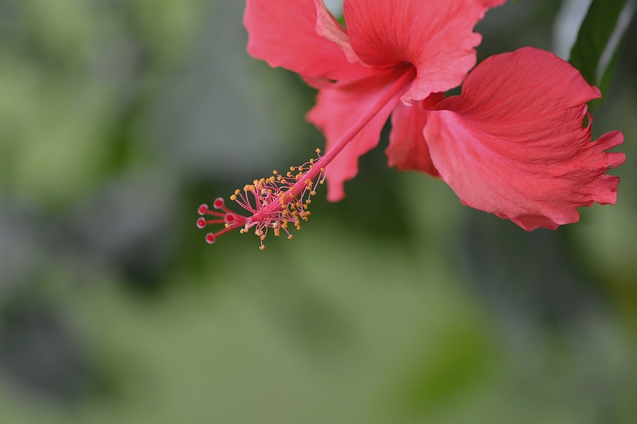 花蕊