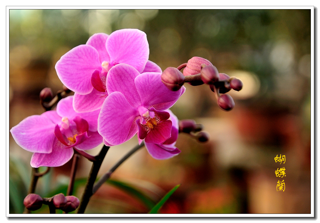 繁花似锦