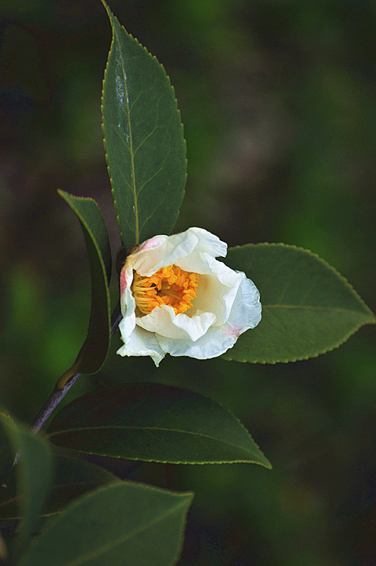 白茶花