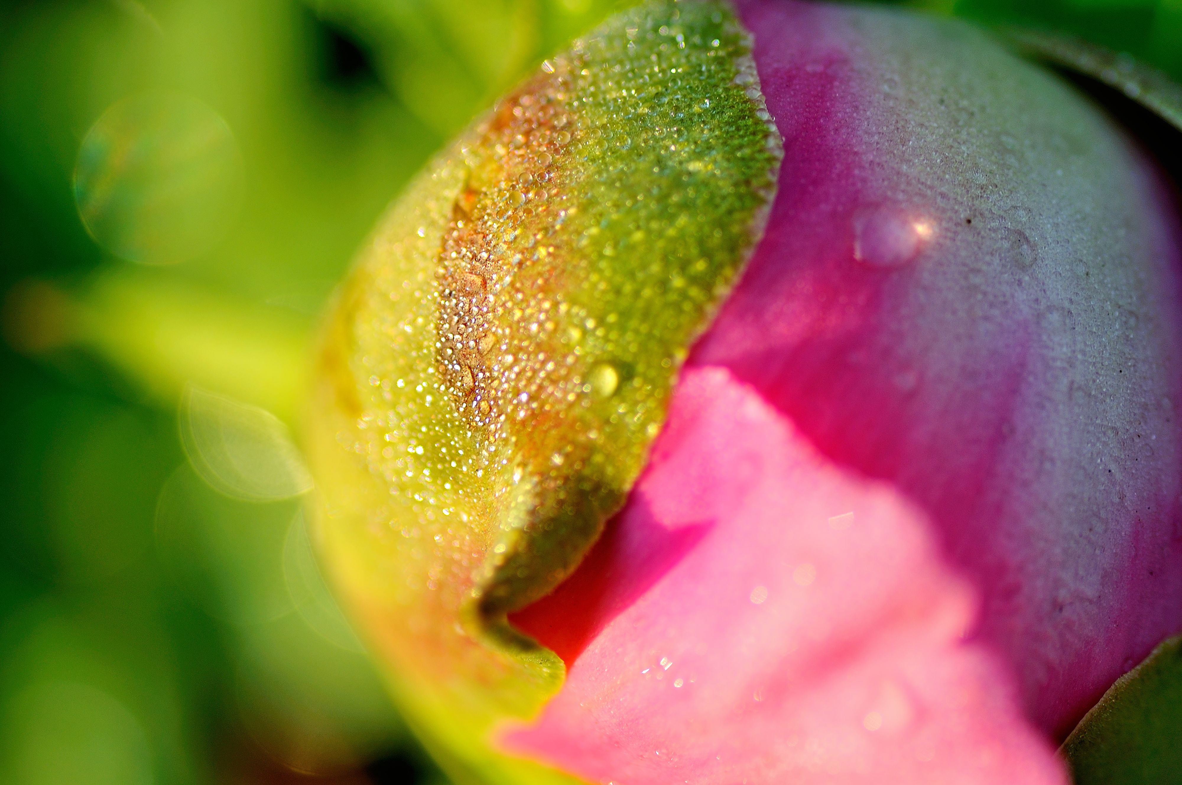 芍药花特写