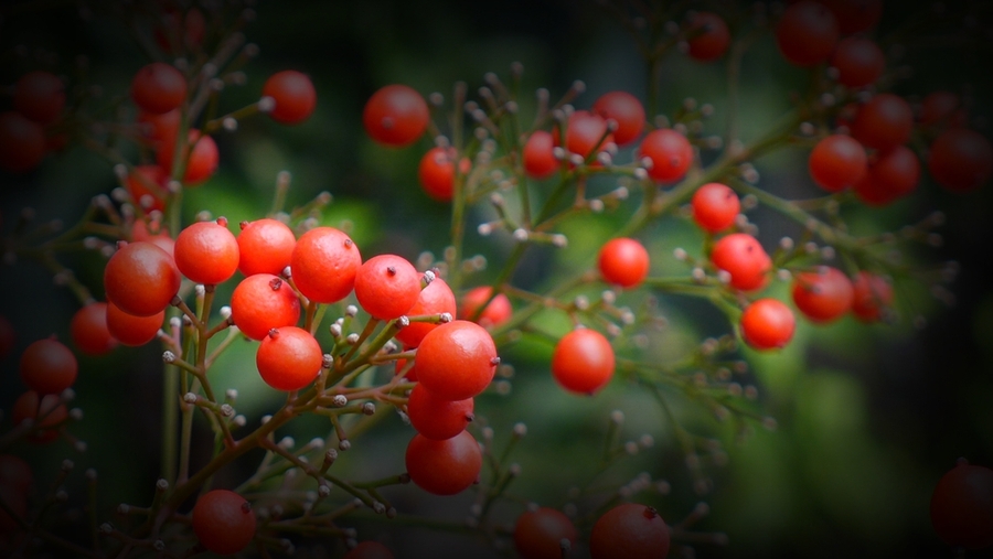 【红红的小果子摄影图片】生态摄影