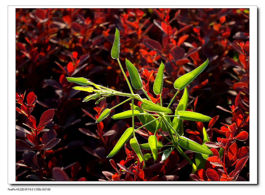 【草木一秋(4)--万红从中一点绿摄影图片】生态