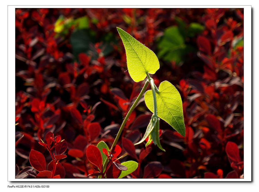 【草木一秋(4)--万红从中一点绿摄影图片】生态