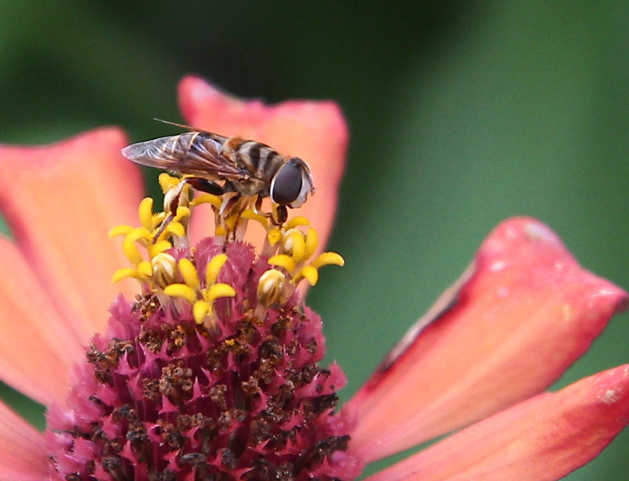 【60D + EF S 17 55 f\/2.8 厄瓜多尔 花草摄影图