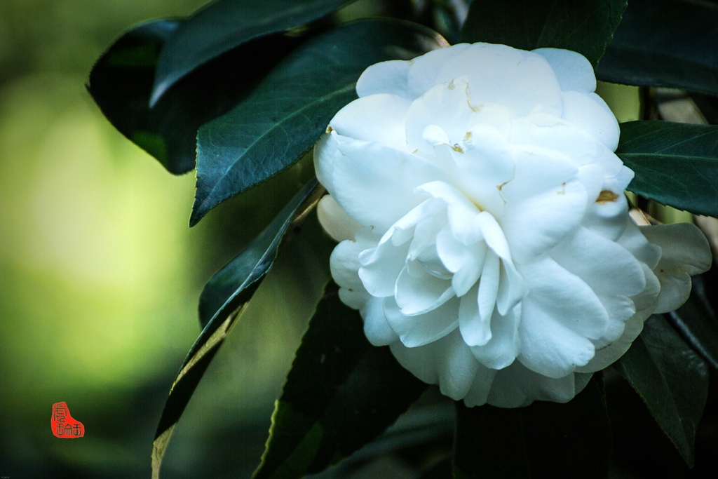 冰清玉洁白茶花