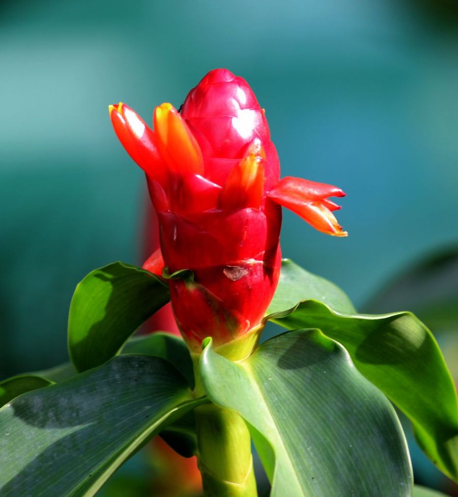 【泰国植物---花摄影图片】生态摄影